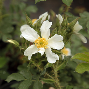 Rosa  Paulii - biały  - dzikie róże